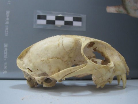 Vista laterale del cranio di gatto domestico rinvenuto nel sito neolitico di Wuzhuangguoliang (Shaanxi, 3200-2800 a.C.) (credit: J.D. Vigne, CNRS / MNHN) 
