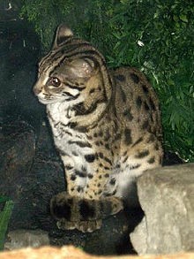 Gatto leopardo (Prionailurus bengalensis)