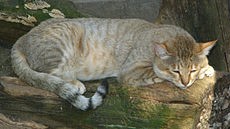 Gatto selvatico africano (Felis silvestris lybica)