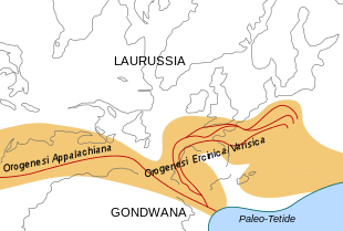 Localizzazione della Catena Ercinica durante il Carbonifero. In grigio sono mostrate le attuali linee costiere. Sulla destra della figura, al di sotto delle Isole britanniche, sono delineate in rosso le pieghe che evidenziano la curvatura dell’oroclino in formazione, a nord della Penisola Iberica (da Wikipedia)
