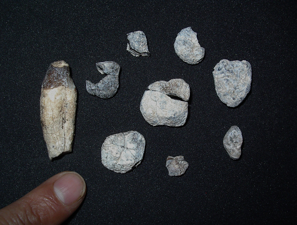 Denti fossili di Chorapithecus abyssinicus dal cui attento esame gli studiosi hanno tratto le informazioni sulla separazione delle linee evolutive dell’ uomo e del gorilla (Credit: Gen Suva)