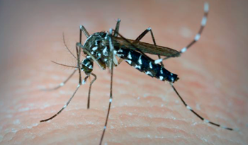 Aedes aegypti, una delle zanzare responsabili della trasmissione di virus come il Zika, il Dengue, il Chikungunya, la Febbre Gialla.