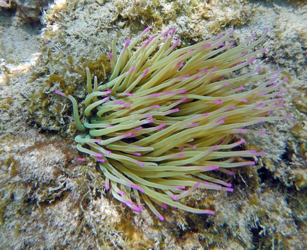 Anemonia sulcata, un polipo che in Mediterraneo viene anche mangiato (Ph. Andrea Bonifazi)