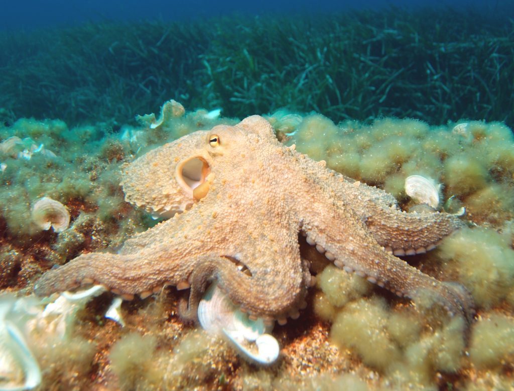 Un esemplare di Octopus vulgaris ("Polpo comune") tra le alghe (Ph. Albert Kok)