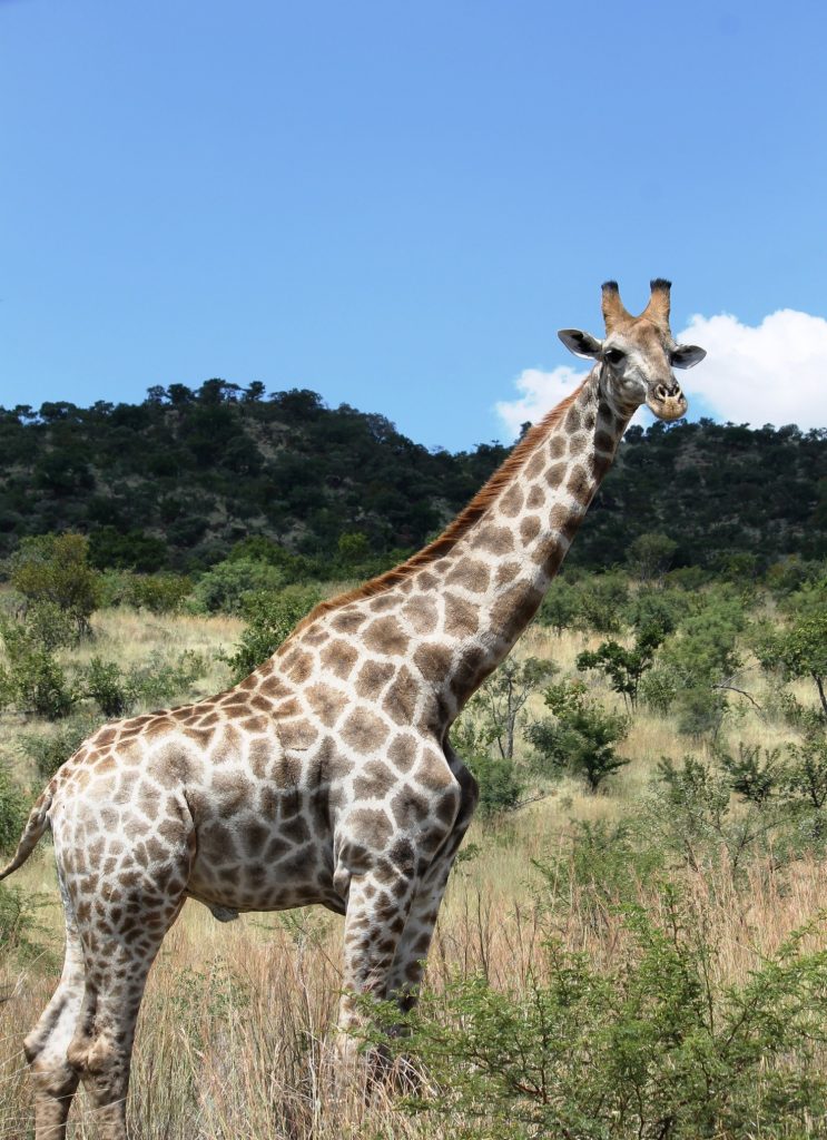 Esemplare maschio di Giraffa reticulata  presso Pilansberg National Park, Sudafrica. Foto di M.C. Giuditta e E. Lorenzo