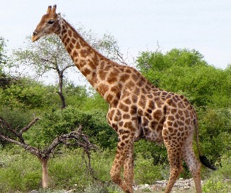 Giraffa meridionale (Giraffa giraffa)