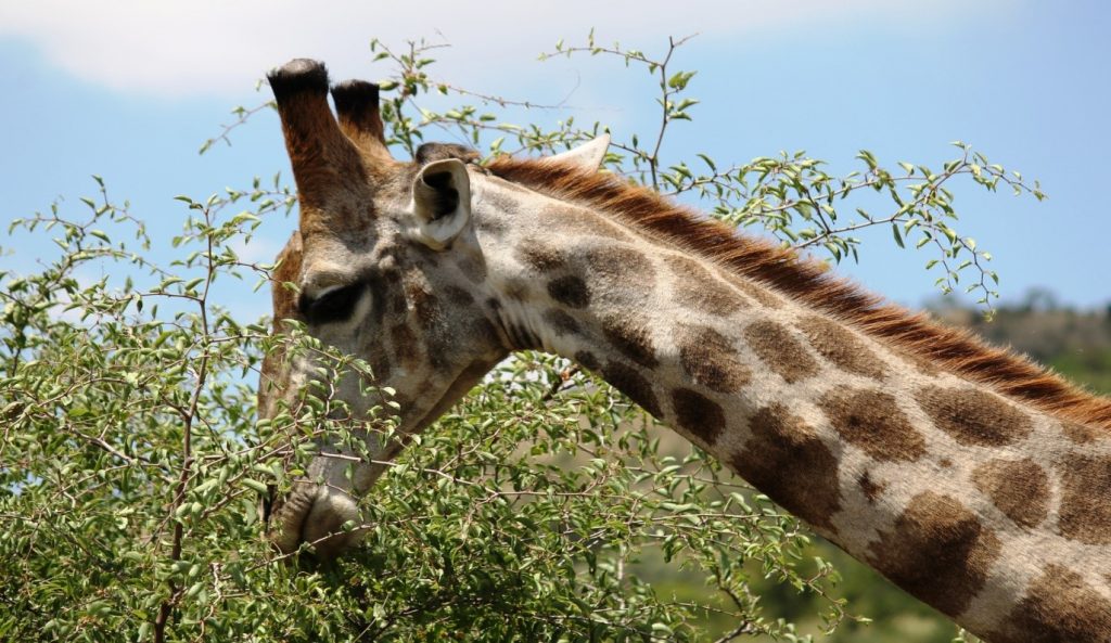 Giraffa reticulata presso Pilansberg National Park, Sudafrica. Foto di M.C.Giuditta e E.Lorenzo
