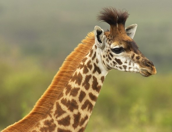 Masai giraffa (Giraffa tippelskirchi)
