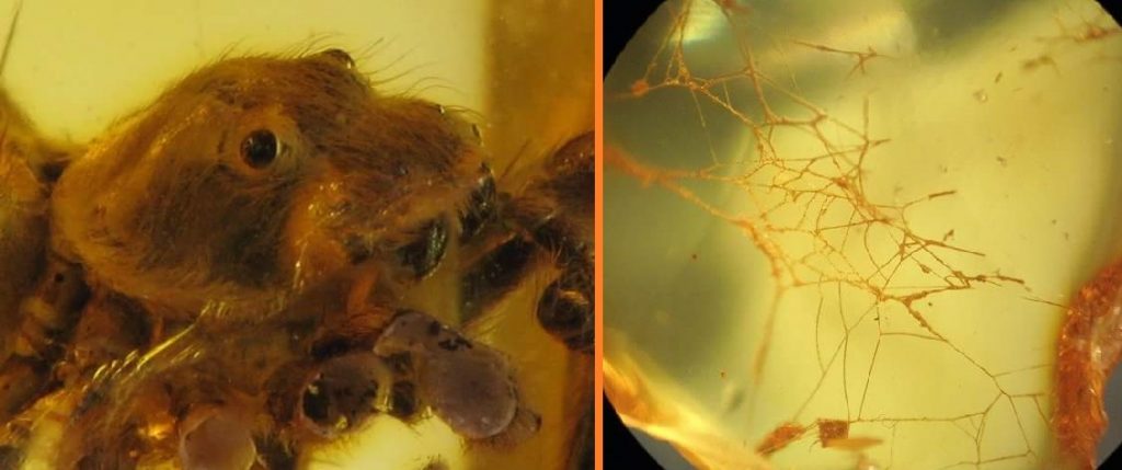 Non importa se sei preda o predatore: l'ambra non perdona. In questi due reperti un Ragno Salticide e una ragnatela. Ambre baltiche proveniente dalla collezione privata di Andrea Bonifazi.