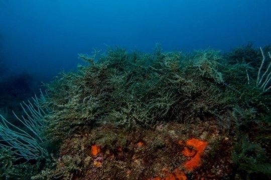   Gli autori sottolineano che la lenta crescita e la bassa attività riproduttiva delle alghe sono in funzione della loro capacità di adattamento all’ambiente (credit: Pol Capdevila, Univ. Barcellona)