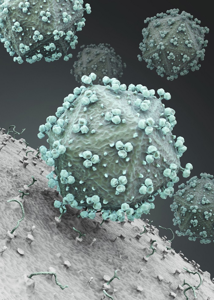 rendsering 3D di un virus hiv che attacca una T-cell (credits shutterstock)