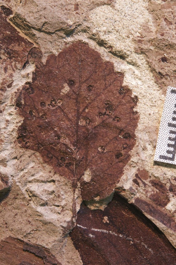 Morsi di insetti su una foglia fossile del tardo Cretaceo in Patagonia (credit: Michael Donovan / Penn State) 